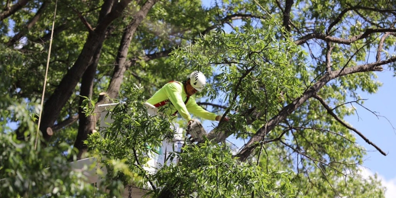 Tree pruning of an arborist of Green Vista Tree Care in Falls Church, VA.