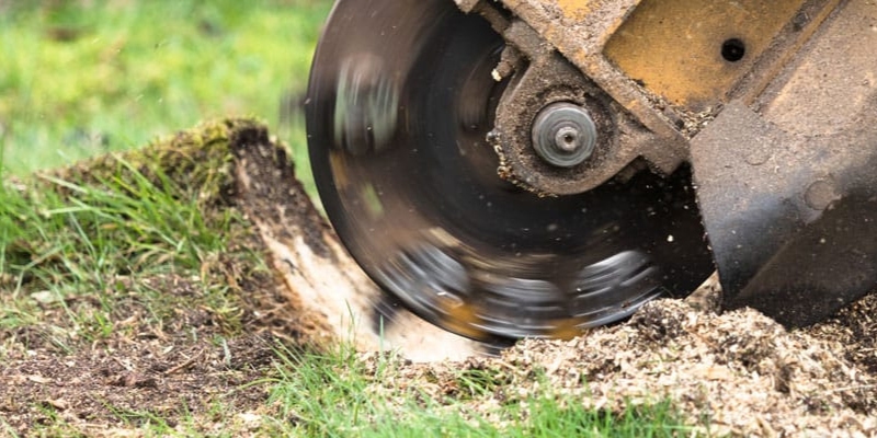 Stump grinding service by Green Vista Tree Care in Falls Church, VA.