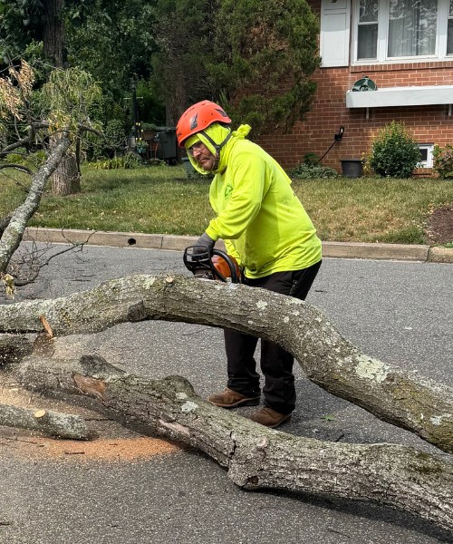 Green Vista crew member using chainsaw to cut tree log during residential tree removal