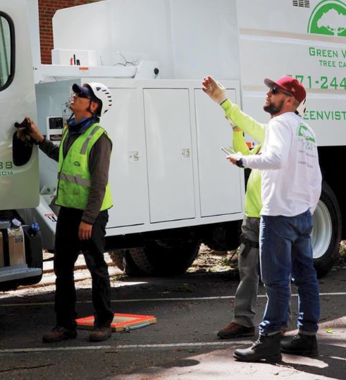 Ground arborist team assessing trees before a tree service in Alexandria, VA