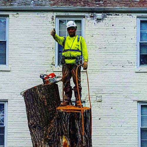 Tree arborist on a stump of a newy removed tree in Northern Virginia.