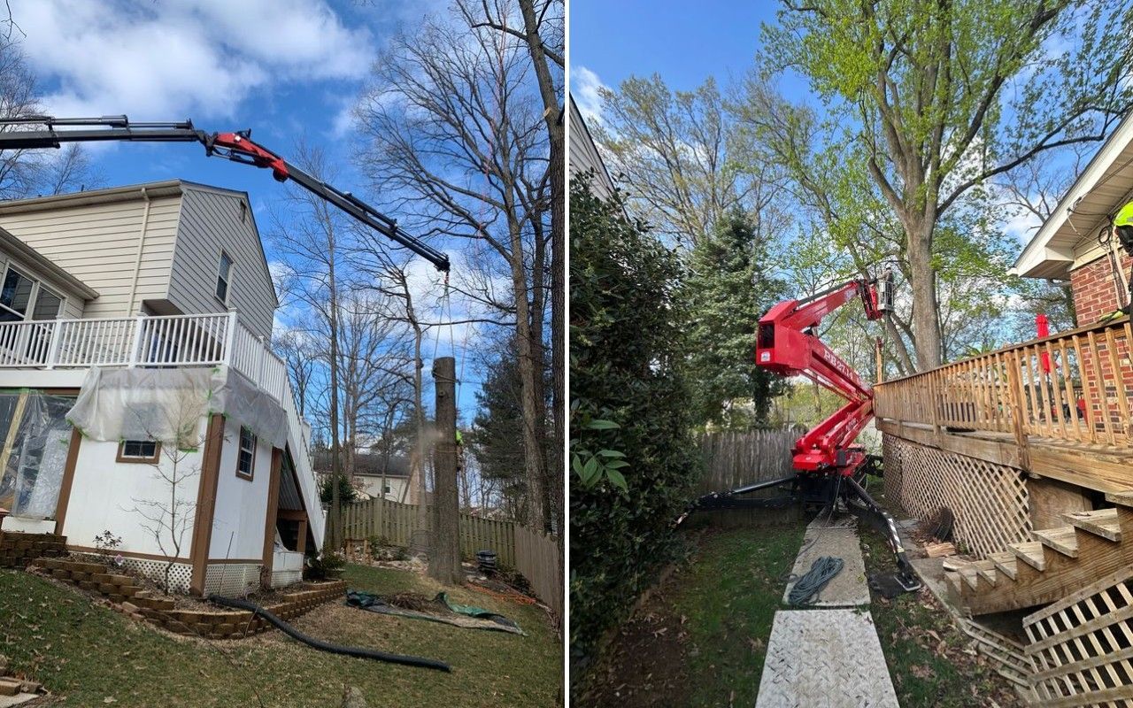 A compact tracked lift is positioned in a narrow gap between a house and a fence to reach a tree.