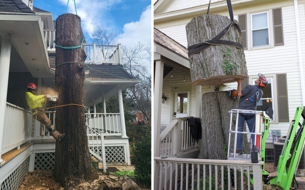 A tree care professional in a helmet and safety harness works high in a large tree during a removal.