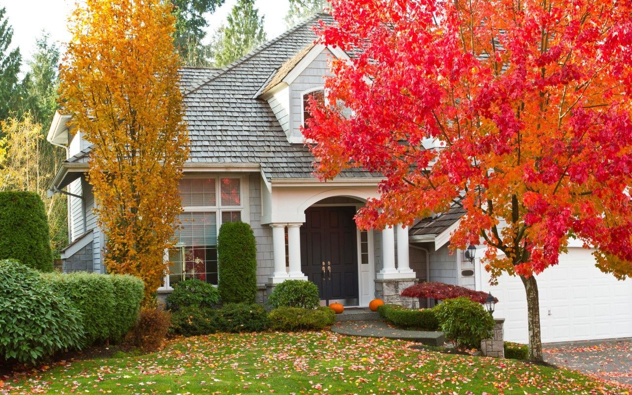 A two-story home with gray shingle siding sits behind a red maple and a golden-leaved tree in full autumn color, with fallen leaves scattered across the front lawn.