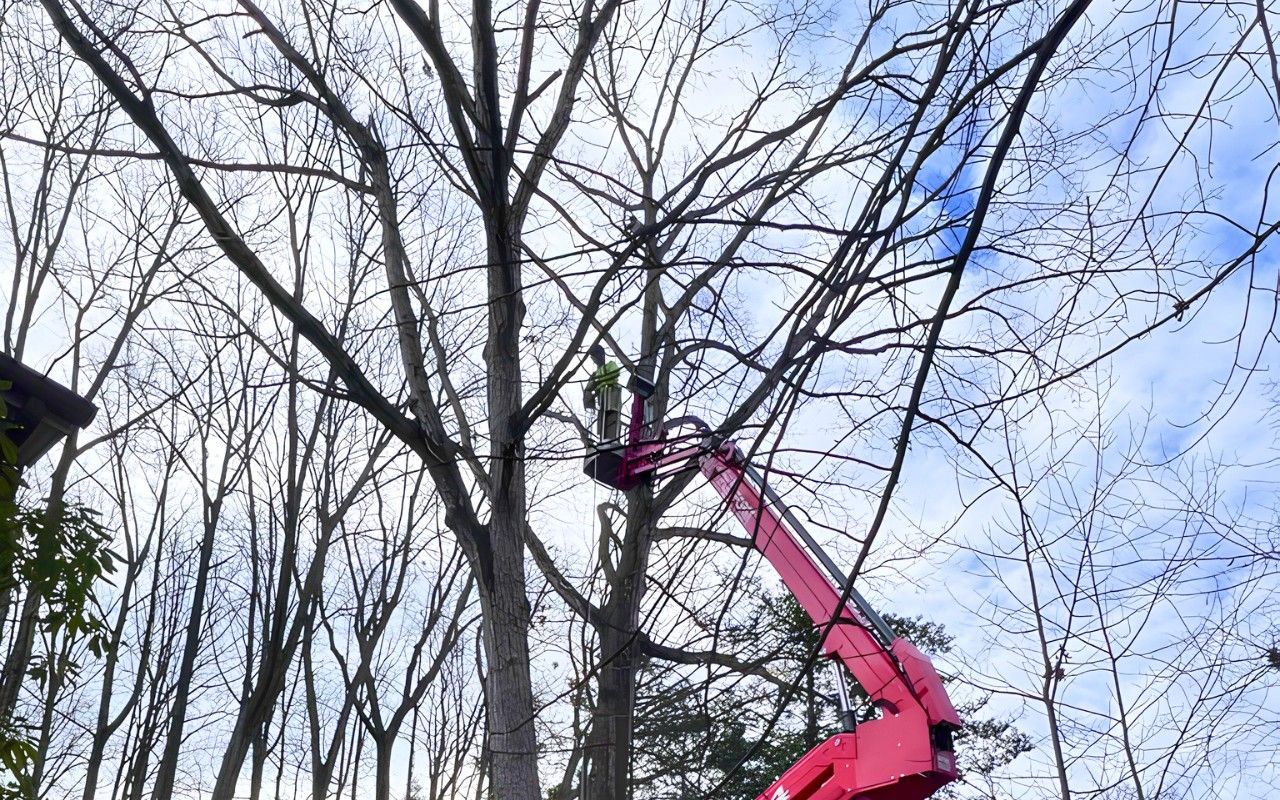 An arborist works from a red spider lift positioned among the bare branches of a leafless tree during the dormant season.