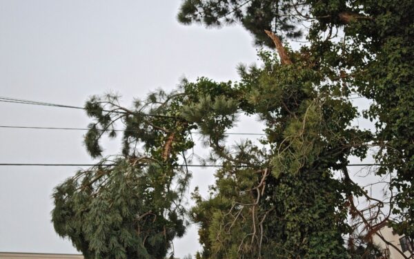 Dense pine tree branches grow directly into and around multiple power lines, creating a serious electrical hazard.
