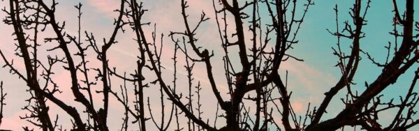 clouds behind a fruit tree in need of pruning