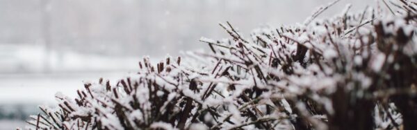A shrub in Northern Virginia covered with a layer of snow