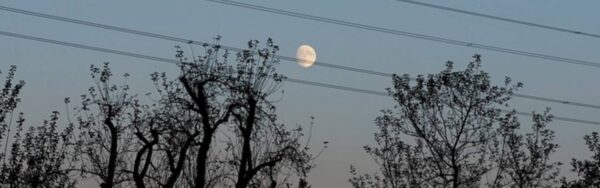 silhouette of trees in power lines with moon in background