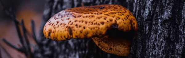 A brown and tan mushroom with a curved stalk grows from a moist, dark gray tree trunk. Mushrooms that grow on trees help decompose organic material.