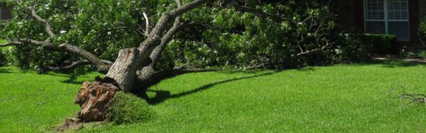 A fallen and uprooted tree on a Northern Virginia property.