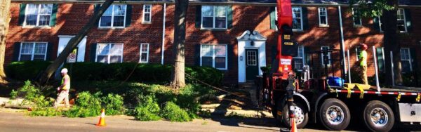 The Green Vista crew using a red grapple saw for safe tree removal in Arlington Forest with mature trees and tight spacing.