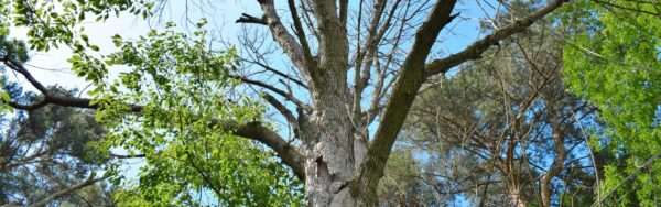 A dead ash tree in a yard in McLean, VA.