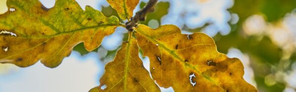 Oak leaves showing the signs of drought stress in Fairfax, VA.