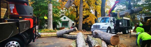 The Green Vista team cleaning up logs after tree removal in Fairfax, VA.
