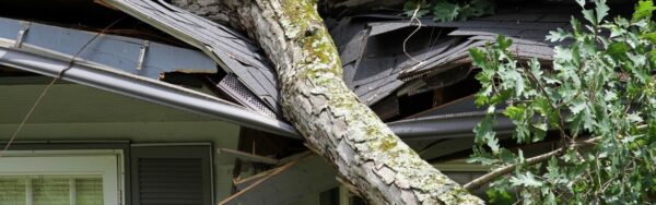 A large fallen tree trunk has crashed through the asphalt-shingle roof of a house, splintering the shingles and tearing into the gutter and eave.