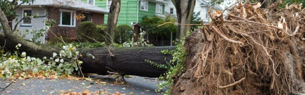 Large tree uprooted and fallen across a residential street after a storm, with the exposed root plate visible.