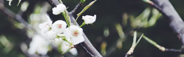 spring blooms on a tree branch