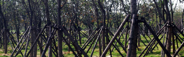 Multiple trees in an orchard staked with wood