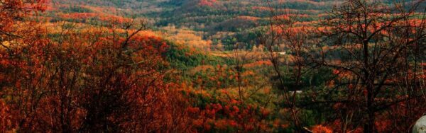 A hillside of deciduous trees in Northern Virginia displays deep red, orange, and gold foliage across a wooded valley in fall.