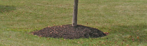 mulch volcano