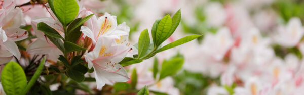 shrubs plant this fall azalea