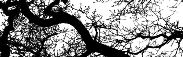 winter pruning