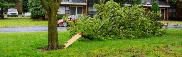 Large fallen tree branch lying on the lawn of a Northern Virginia home after a storm.