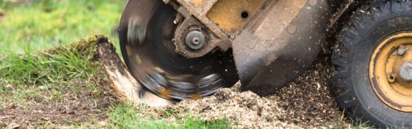 A closeup of a stump grinder grinding down a stump in Alexandria, VA.