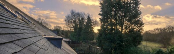 Several large trees grow near a house as viewed from the roof.