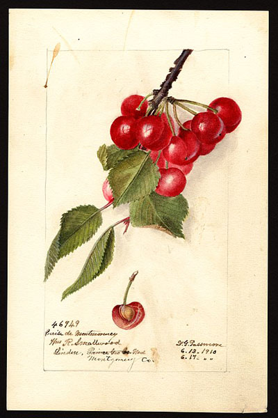 1910 illustration of Montmorency cherries