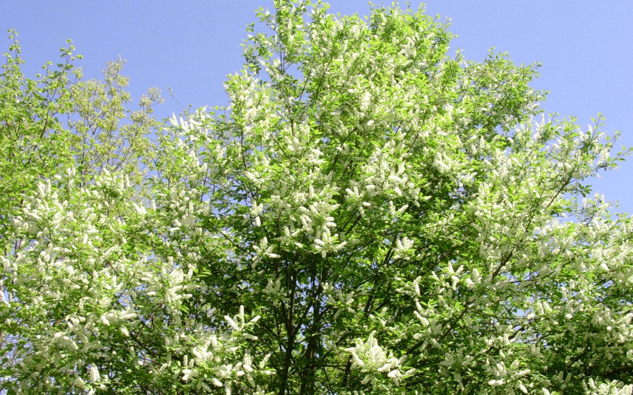 white flowers on a black cherry tree