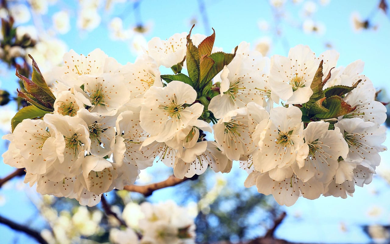 close-up of white flowers (cherry blossoms) on a cherry tree in Virginia