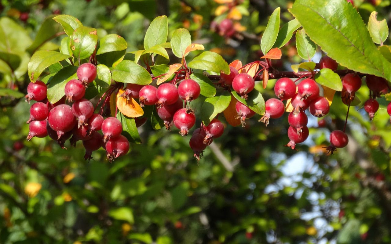 closeup on crabapples on a branch in Virginia