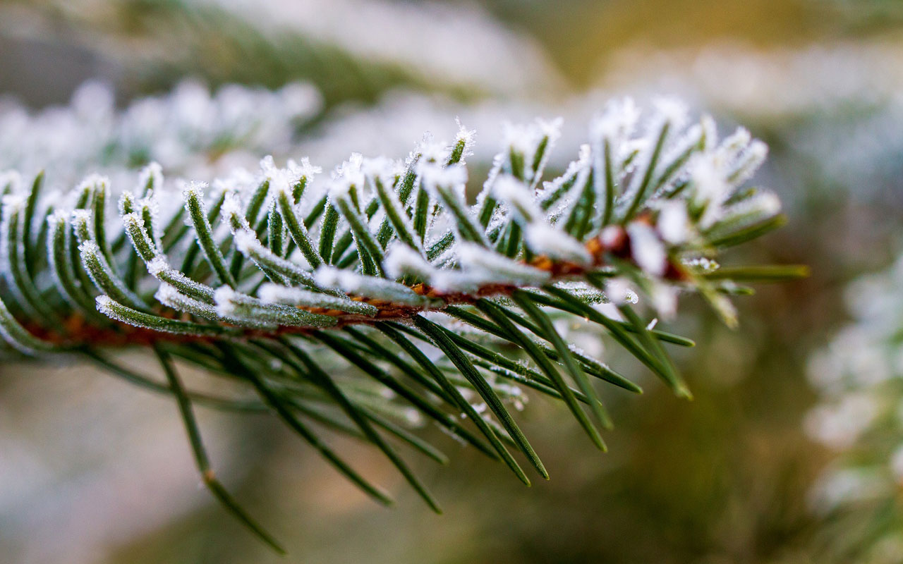 evergreen branch with a layer of frost or snow