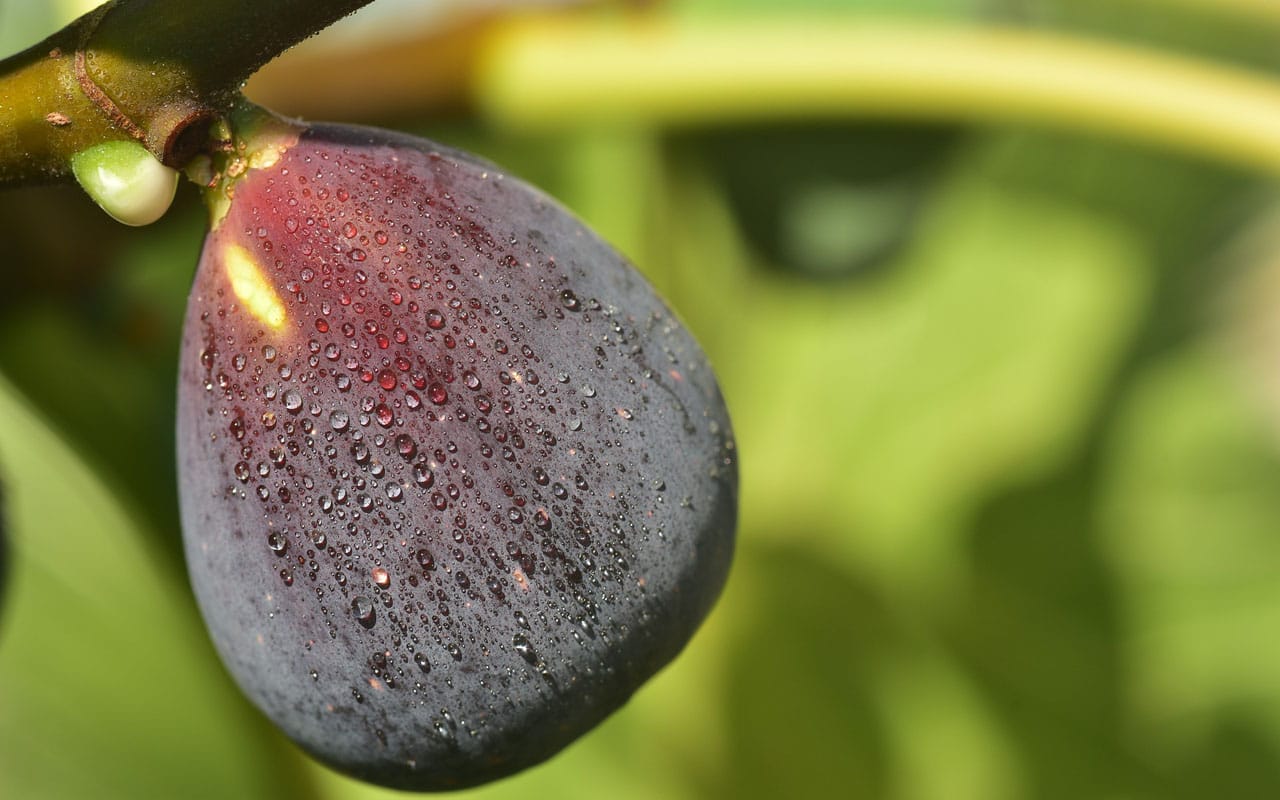 Close-up of a fig growing on a fig tree