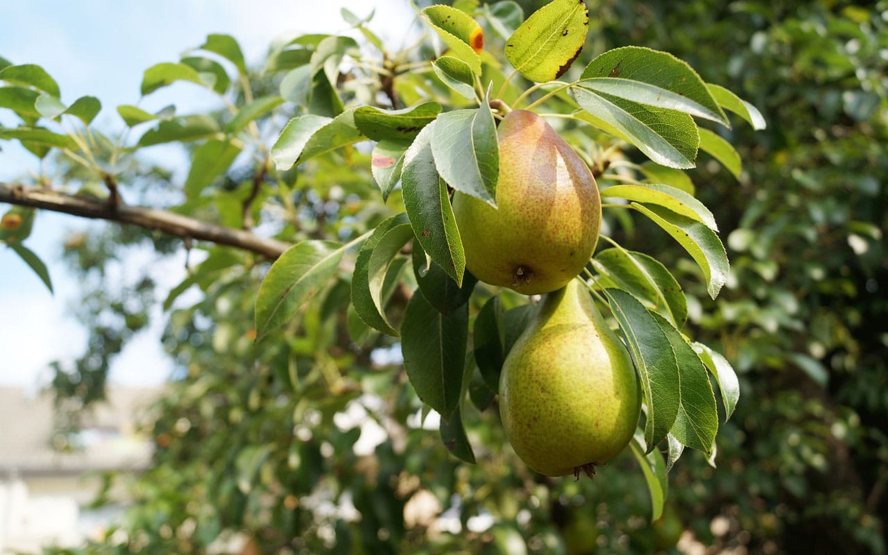 pears and leaves on a pear tree