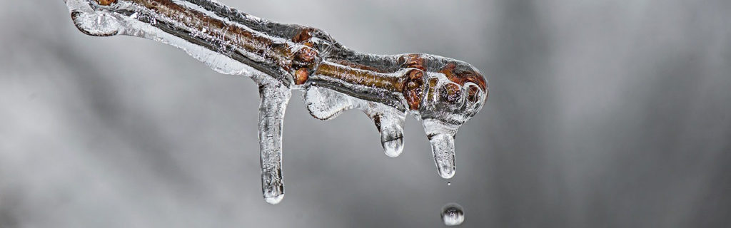 water drops from an ice-covered branch