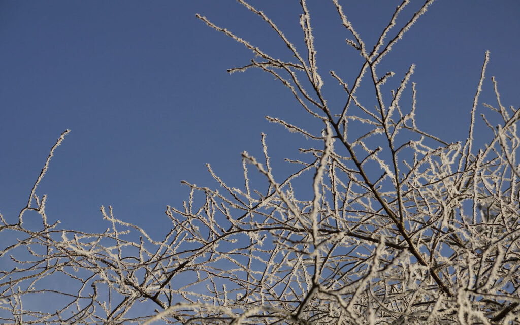 Why & How to Water Trees in Winter (Yes, Even in Northern Virginia