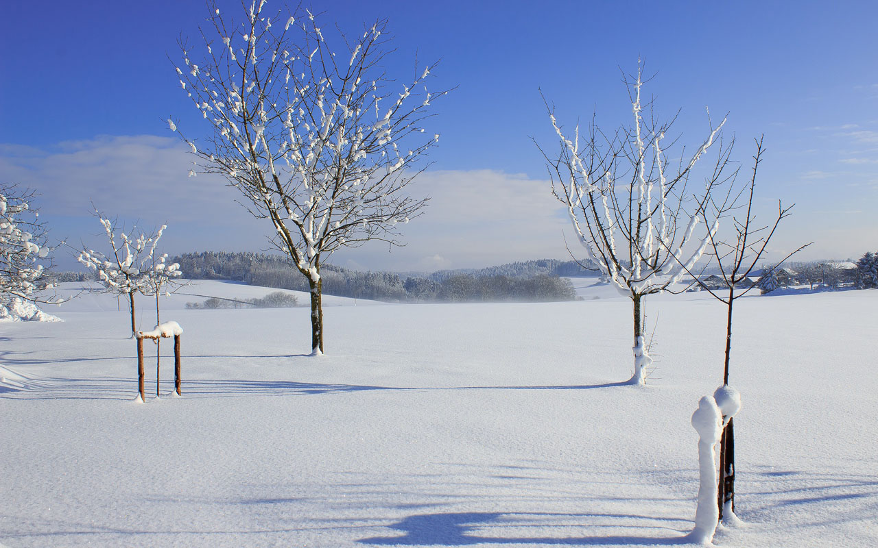 young trees in an open field are dusted with a light layer of snow