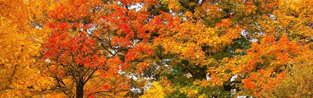 fall leaf color northern virginia