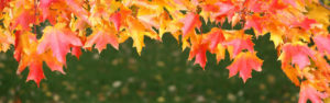 fall tree care tips northern virginia