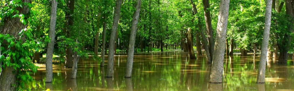 flooded trees in standing water after a storm