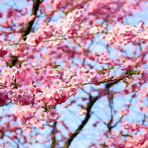 flowering cherry