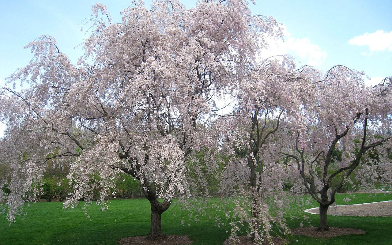 Flowering higan flowering trees