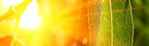 heat stress in trees
