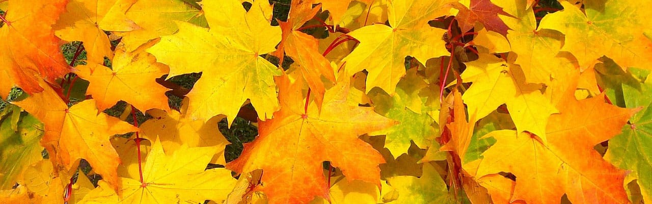 Greenvista Author At Green Vista Tree Care Why Leaves Change Color In Fall A Northern Virginia Guide