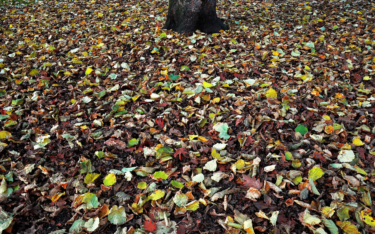 tree trunk fall leaves