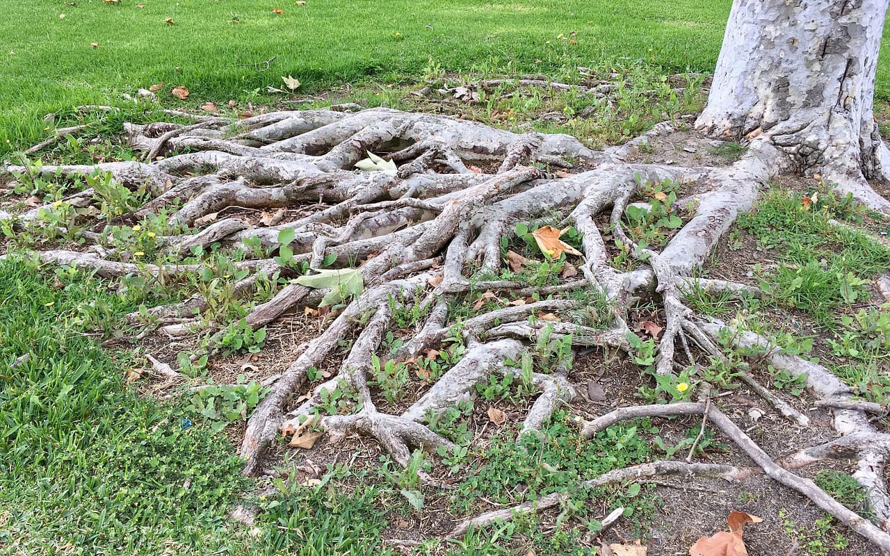 tree roots spreading above ground and causing problems