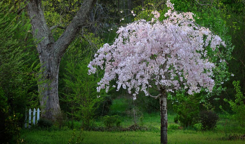 Best Small Trees for Small Spaces in Northern Virginia ...